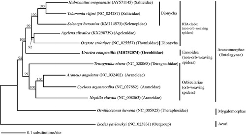 Figure 1. Phylogenetic relationship of Uroctea compactilis and other spiders inferred based on complete mitogenome sequences of 11 species in eight spider families. The tree was generated under the Kimura’s two-parameter model using the neighbour-joining method implemented in PAUP version 4.0.b software. The robustness of the tree was tested with 1000 bootstrap. The numbers on the branches indicate bootstrap values. The mitogenome of U. compactilis in bold was determined and characterized in this study.