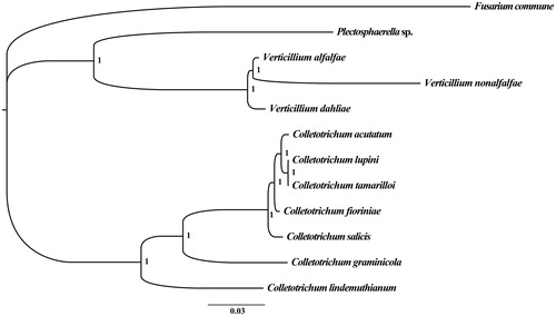 Figure 1. Molecular phylogenies of 12 species based on Bayesian inference analysis of the combined mitochondrial gene set (14 core protein-coding genes + two rRNA genes). Node support values are Bayesian posterior probabilities (BPP). Mitogenome accession numbers used in this phylogeny analysis: Fusarium commune (NC_036106), Colletotrichum acutatum (NC_027280), Colletotrichum fioriniae (NC_030052), Colletotrichum graminicola M1.001 (NW_007361658), Colletotrichum lindemuthianum (NC_023540), Colletotrichum lupini (NC_029213), Colletotrichum salicis (NC_035496), Colletotrichum tamarilloi (NC_029706), Verticillium alfalfae VaMs.102 (NW_003315039), Verticillium dahliae (NC_008248), Verticillium nonalfalfae (NC_029238).