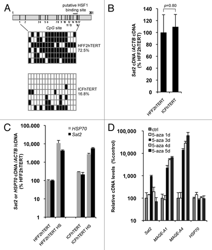 Figure 2.Sat2 hypomethylation in DNMT3B-deficient ICFhTERT fibroblasts does not exacerbate heat shock-induced Sat2 RNA expression. (A) Upper panel: schematic representation of the Sat2 fragment analyzed by sequencing. Positions of the 17 CpG sites and of the putative HSF1 binding site are indicated. Lower panel: Sat2 methylation level determined by sequencing of bisulfite-treated DNA molecules isolated from HFF2hTERT and ICFhTERT cells. White squares represent unmethylated CpG, black squares represent methylated CpG. (B) Relative Sat2 RNA levels in HFF2hTERT and ICFhTERT cells. Data are indicated as % ± SEM of the expression measured in HFF2hTERT. (C) Basal and HS-induced Sat2 and HSP70 RNA levels in HFF2hTERT and ICFhTERT. For HS, cells were incubated for 1h at 42°C followed by 1h of recovery at 37°C. Data are presented as % ± SEM of the basal expression measured in HFF2hTERT. (D) HFF2hTERT cells were incubated in the presence or absence (ctrl) of 5 μM 5-aza-2’-deoxycytidine (5-aza) for 1 to 5 d and relative expression levels of Sat2, MAGE-A1, MAGE-A4 and HSP70 were measured by qRT-PCR. Data are presented as % ± SEM of the expression measured in HFF2hTERT control cells.