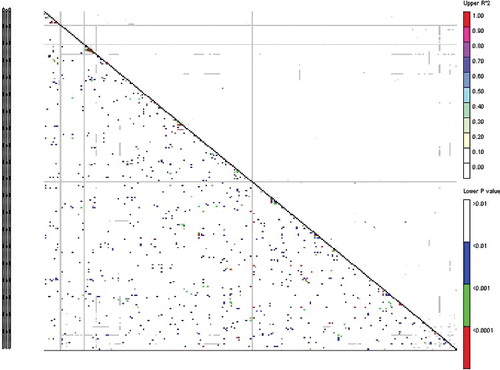 Figure 3. LD plot generated by reterotransposon marker pairs. The upper diagonal shows r2 among each pair of markers. The lower diagonal shows the levels of significance between each pair of markers.