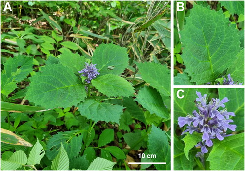 Figure 1. Photographs of A. spectabilis. (A). Perennial Plant; (B). ellipsoidal Leaves (10 cm); C. raceme inflorescence. The photographs were taken by Joonhyung Jung from Mt. Hwaya, Gapyeong-gun, Gyeonggi-do, South Korea, accessed on 20 May, 2021.