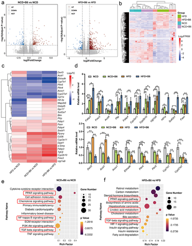 Figure 3. Transcriptomic analysis of liver tissues from the NCD, NCD+B6, HFD, and HFD+B6 groups. (a) Volcano plot of the DEGs distribution. Each dot represented a DEG. (b) Clustering and heatmap analysis of the DEGs between different groups. Colored bars indicate standardized log2 expression intensities (FPKM) of each sample in the NCD, NCD+B6, HFD, and HFD+B6 groups. Red and blue represent up-regulation and down-regulation, respectively. (c) Heatmap displaying the expression patterns of DEGs based on the transcriptomic data. Up-regulated or down-regulated genes are plotted in red or blue, respectively. Scale bars indicate a log2 fold change of gene expression in the HFD group compared with the NCD group, the NCD+B6 group compared with the NCD group, and the HFD+B6 group compared with the HFD group. (d) Validation of selected DEGs identified from the transcriptomic analysis using qRT-PCR. (e) The bubble plot illustrated the enriched KEGG pathways for DEGs between the NCD+B6 and NCD groups. (f) The bubble plot illustrated the enriched KEGG pathways for DEGs between the HFD+B6 and HFD groups. The dot’s color represented the Padj value, while the size of the dots represented the number of genes annotated to each KEGG term. N=8 per group, error bars show the mean ± SD, *p < .05, **p < .01. Scale bars, Z score log2 transformed intensity values.