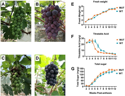 Figure 1. The morphology of two grape cultivars, ‘Summer Black’ at 5 (A) and 10 (B) weeks post-anthesis, ‘Tiangong Moyu’ at 5 (C) and 10 (D) weeks post-anthesis. Berry parameters in different developmental stages, fresh weight (E); titratable acid (F); total sugar (G).