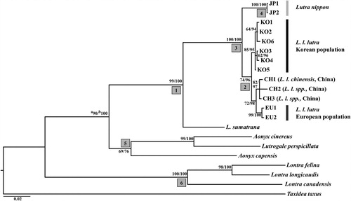 Figure 1. Phylogenetic tree reconstructed by Bayesian method using MrBayes 3.1.3, and this Bayesian tree has same topology with maximum likelihood tree (-Ln likelihood = 4427.196) reconstructed by PAUP4.0. (a) Bootstrap support values (%) obtained from 1000 pseudoreplicates of maximum likelihood tree. (b) Posterior probabilities (%) from Bayesian method.