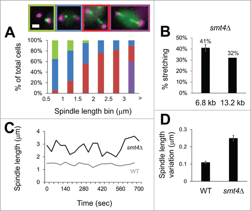 Figure 5. Deletion of Smt4 results in pericentromere stretching and spindle length fluctuations. (A) Mitotic spindle smt4Δ were scored for one focus (green), 2 foci (blue), asymmetric stretching (red), and symmetric stretching (purple) of LacO/LacI-GFP arrays with centroid at 6.8 kb from CEN XV (n = 88). Scale bar = 1 μm. (B) Graph of proximal 6.8 kb LacO and distal 13.2 kb LacO percentage stretching in smt4Δ mutants. Error bar represents standard deviation. (C) Line graph of spindle length over time for a representative mitotic spindle for wild type (gray) and smt4Δ mutant (black). (D) Bar graph of average change in length over time (ΔL) for wild type and smt4Δ. Error bars represent standard error for n = 177 and 169 respectively.