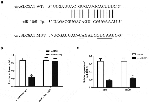 Figure 3. CircSLC8A1 targets miR-106b-5p in NSCLC cells. (a). Schematic representation of the binding sites between circSLC8A1 and miR-106b-5p. (b). Luciferase reporter assay was used to confirm whether miR-106b-5p was a target miRNA of circSLC8A1. *p < 0.05 vs. cells transfected with miR-106b-5p mimics and pmirGLO-circSLC8A1-MUT. C. Effect of circSLC8A1 overexpression on miR-106b-5p expression in A549 and H1299 cells. *p < 0.05 vs. vector group