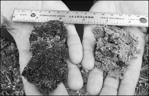 FIGURE 4 Samples of biological soil crust (left) and glacial soil (right) from the Teardrop Glacier foreland, Sverdrup Pass, Ellesmere Island, Nunavut.