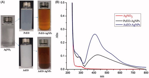 Figure 1. Preparation process of AgNPs, and UV-vis spectrum. (A) Reactants before and after the reaction. (B) UV–Vis adsorption spectrum of AgNPs. The maximum absorption peaks of AsEO-AgNP and PcEO-AgNP were 408 and 430 nm, respectively, after 90 min from the reaction.