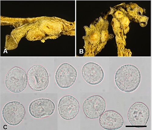 Figure 29. Uromyces parietariae on Parietaria debilis. A, B, Aecia. C, Aeciospores. Scale bar = 20 μm.