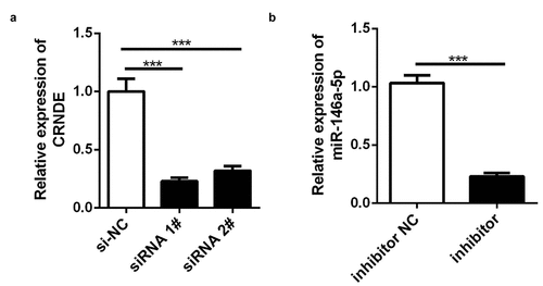 Figure 3. SiRNA and inhibitor down-regulated the expressions of CRNDE and miR-146a-5p. (a) The expression of CRNDE was detected by qRT-PCR after siRNA 1# and siRNA 2# transfection. (b) The expression of miR-146a-5p was measured by qRT-PCR after inhibitor transfection. ***p < 0.001. Each cell experiment was repeated for 3 times