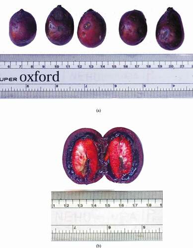 Figure 1. (a) Matured blood fruit (b) Cross-section of blood fruit
