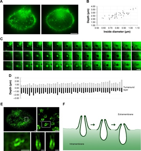 Figure 3 Structure analysis of macropinocytic cups.Notes: (A) K-rasG12C MIA PaCa-2 cell plasma membrane was dyed by WGA 488. Then, TPA was added to cells 5 minutes before imaging by super-resolution structured illumination microscopy. Bars, 10 µm. (B) Calculation of macropinocytic cup depths and maximal internal diameters. (C) Three typical macropinocytic cups were selected. The images show the cup shapes at different layers, from extracellular to intracellular direction. The distances between contiguous layers of one cup are isometric. Bars, 1 µm. (D) Calculation of extracellular to intracellular part ratios. Upper gray pillars show the extracellular parts of cups, and low black pillars represent the intracellular parts. (E) Lateral view and planform of the cup were both acquired by Imaris surface rendering. Bars, 1 µm. (F) Schematic diagram of the specific structure of a macropinocytic cup. Real-time macropinocytosis imaging based on super-resolution structured illumination microscopy could image the structure of cups in the period between ruffle and cup closure during macropinosome formation.