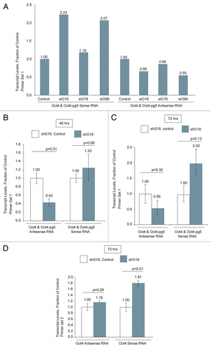 Figure 2 (A) Screen of three siRNAs targeted to lncRNAs antisense to Oct4 and Oct4-pg5. Compared to cells treated with the control siRNA, samples transfected with siO18 and siO98 demonstrated a decrease in antisense and an increase in sense transcripts associated with Oct4 and/or Oct4-pg5. (B) Forty-eight hours post-transfection with shO18, relative to samples treated with the scrambled control shS18, antisense transcripts associated with Oct4 and/or Oct4-pg5 were decreased, while sense transcripts were not significantly changed. (C) Seventy-two hours post transfection with shO18, antisense transcripts associated with Oct4 and/or Oct4-pg5 were decreased, while sense transcript levels were significantly increased. (D) Seventy-two hours post-transfection with shO18, antisense transcripts associated with Oct4 were unchanged, while sense transcript levels were significantly increased. (B–D) Averages are shown from cultures treated in triplicate, error bars represent standard errors of means and p values from two-sided t-tests are indicated.