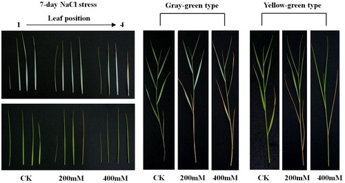 Figure 5. Phenotypes of Leymus chinensis under different NaCl treatments for 7 d.