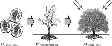 Figure 1 A bottom-up approach for simulating vegetation. (A) Cell level; (B) vascular level; (C) plant level.