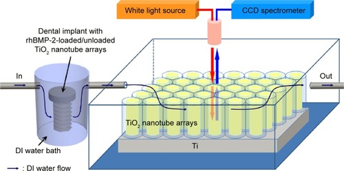 Figure 2 Schematic diagram of interferometric biosensing method using TiO2 nanotube arrays.Abbreviations: DI, deionized water; TiO2, titanium dioxide; rhBMP-2, recombinant human bone morphogenetic protein-2; CCD, charged-coupled device.