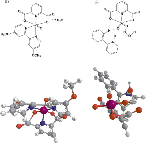 Figure 1 Simplified structural formulas of (1) [VO(dipic)(dmbipy)] · 2 H2O and (2) [VOO(dipic)](2-phepyH) · H2O (2D above, 3D below).