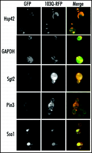 Figure 4 Colocalization of the proteins coprecipitated with 103Q aggregates. Fixed yeast cells with GFP-tagged endogenous proteins (marked on the right) and transformed with mRFP-tagged 103Q were grown in selective medium with raffinose and induced for 6 h with galactose.