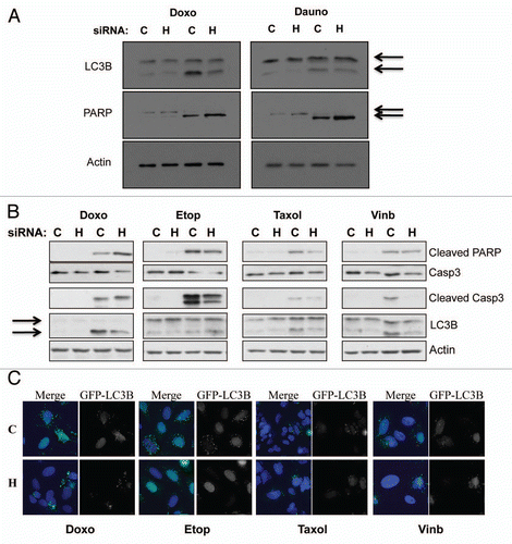 Figure 5 HIF-1α knockdown protects against genotoxic drug induced autophagy, while increasing apoptosis-mediated cell death. (A) U2OS cells were transfected using non-targeted or HIF-1α siRNA prior to 24 h treatment with the genotoxic drugs doxorubicin or daunorubicin as described in the materials and methods. Following treatment WCL were harvested and samples were analyzed by western blot using the specific antibodies indicated. (B) U2OS cells were transfected using non-targeted or HIF-1α siRNA prior to 24 h treatment with the chemotherapeutic drugs doxorubicin, etoposide, taxol and vinblastine as described in the materials and methods. Following treatment WCL were harvested and samples were analyzed by western blot using the specific antibodies indicated. (C) U2OS-GFP-LC3B cells grown on coverslips were transfected using non-targeted or HIF-1α siRNA prior to 24 h treatment with the chemotherapeutic drugs doxorubicin, etoposide, taxol and vinblastine as described in the materials and methods. Cells were fixed, stained with DAPI and analyzed by microscopy for GFP-LC3B foci.