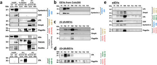 Figure 3. Western blot of the separated fractions by DG show enrichment of G- BEVs, G+ BEVs, and EEVs. (a) Investigating marker specificity by analyzing cell or bacterial lysates and their EVs across three cultured models. Representative western blot analyses of (b) EEVs, (c) (G-)EcBEVs, (d)(G+)BcBEVs, and (e) stEVs specimens fractionated by DG+UC separation. Ten micrograms of F5&6, F7 and F8&9 were loaded in each lane, and 30 µl of the other fractions was loaded. The blot was probed with antibodies against the EEV markers CD9 and syntenin-1; the G- BEV markers LPS and OmpA; the G+BEV marker LTA; and the bacterial marker flagellin, The non-specific EV markers flotillin, TSG101, and Alix.