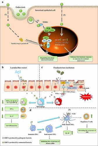 Figure 4. (a) GBEVs mediate communication cross-talk between gut bacteria and intestinal epithelial cells. (1) Propionibacterium freudenreichii CIRM-BIA 129 EVs contain surface-layer protein B, which reduces inflammation by regulating the NF-κB pathway in intestinal epithelial cells.Citation87 (2) GBEVs (secreted by Escherichia coli Nissle 1917) can be internalized by the endocytosis of intestinal epithelial cells and stimulate the intracellular NOD1 receptor, thus regulating the intestinal microenvironment.Citation88 (3) GBEVs produced by Lactobacillus plantarum WCFS1 up-regulates the expression of host defense genes (CTSB and REG3) in intestinal epithelial cells and enhances host immune responses to vancomycin-resistant enterococci.Citation89 (b) The proposed mechanism of Lactobacillus reuteri EV-mediated bacteria-host cross-talk to drive intestinal immune homeostasis against pathogen-induced inflammation in a chicken model.107 L. reuteri EVs can suppress the pro-inflammatory mediators produced by macrophages. (C) The proposed mechanism of Fusobacterium nucleatum EV-driven intestinal mucosal barrier dysfunction in ulcerative colitis.Citation25 The release of GBEVs by F. nucleatum promotes macrophages to secrete pro-inflammatory factors that activate RIPK1-mediated cell death signals in intestinal epithelial cells, leading to the disruption of intercellular tight junctions.Citation25 (D) GBEVs mediate communication cross-talk between gut bacteria and dendritic cells. (4) GBEVs secreted by Bacteroides vulgatus can induce DC semi-maturation and enhance the immune system silencing caused by this strain, thus inhibiting the occurrence of murine colitis.Citation90 (5) Bacteroides thetaiotaomicron and Bacteroides fragilis EVs interact with toll-like receptor-2 on dendritic cells (DCs), enhance the production of regulatory T cells and anti-inflammatory cytokines, and induce immune regulation to prevent the occurrence of inflammatory bowel disease.Citation91,Citation92