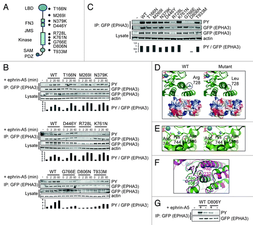 Figure 5. Selected EPHA3 cancer gene mutations confer decreased kinase function. (A) Schematic representation of EPHA3 protein domains and selected cancer point mutations pertinent to this study. (B) Cellular kinase activities of selected EPHA3 tumor variants. 293T cells expressing EPHA3-LAP variants were treated with preclustered ephrin-A5 and immunoprecipitates were immunoblotted. Anti-GFP was used to detect EPHA3-LAP. Relative cellular kinase activities were determined by normalization of the PY (phosphotyrosine) against the EPHA3 signal, and normalized values relative to WT are shown in arbitrary units. (C) In vitro kinase assays of selected EPHA3 tumor variants. Immunoprecipitates from kinase assays or input lysate samples from 293T EPHA3-LAP lines were immunoblotted with indicated antibodies, and normalized values were calculated as in (B). (D, E and F) Structural analyses of EPHA3 tumor variants R728L and D806N and structural alignment of the EPHA3 and LKB1 kinase domains. PDB structure files were analyzed using the PyMOL molecular visualization package. Notable alterations are encircled. (G) In vitro kinase assay of EPHA3 D806Y variant. 293T cells expressing EPHA3-LAP proteins or control lysate were treated with preclustered ephrin-A5. GFP immunoprecipitates from kinase assays were immunoblotted with the indicated antibodies.