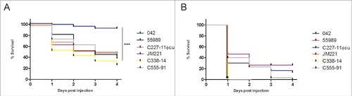 Figure 1. EAEC infection of Galleria mellonella larvae. Larvae were infected with 6 different EAEC strains and injected with different doses of bacteria; shown in the figures are injections of A) 103 CFU of EAEC injected into the larvae, where strain 55989 showed to be significantly different compared to the other 5 strains (P < 0.001) and B) 104 CFU of EAEC injected into the larvae. All results represents means of at least 3 independent experiments with 10 larvae per treatment. Survival curves were plotted using the Kaplan-Meier method and statistical analysis were performed using the log rank test for multiple comparisons (GraphPad Software, San Diego, CA)