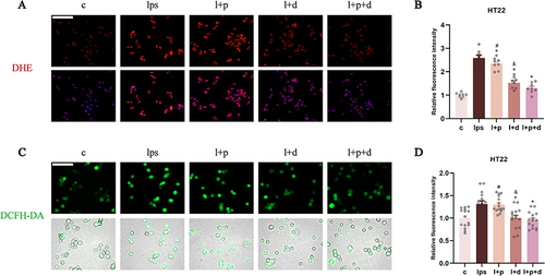 Figure 4 Dexmedetomidine and combination abrogated the ROS production in LPS-incubated HT22 cells. (A and B) The relative fluorescence intensity of DHE staining to evaluate the level of superoxide anions (400×), scale bar = 50 μm. (C and D) The relative fluorescence intensity of DCFH-DA staining to investigate the production of H2O2 (400×), scale bar = 50 μm. Data are expressed as the mean ± SEM (*p<0.05 vs lps group; #p<0.05 vs l+p+d group; &p<0.05 vs l+p group; n = 6).