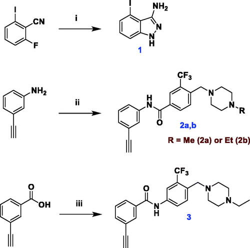 Scheme 1. Synthesis of 3-aminoindazole 1 and diarylamides 2a, 2b and 3. Reagents and reaction conditions: i) 2-fluoro-6-iodobenzonitrile, n-BuOH, hydrazine hydrate, 110 °C, 2 h, 99%; ii) 4-((4-methyl(ethyl)piperazin-1-yl)methyl)-3-(trifluoromethyl)benzoic acid, HATU, DIPEA, DMF, rt, overnight, 74% (2a), 66% (2b); iii) 4-((4-ethylpiperazin-1-yl)methyl)-3-(trifluoromethyl)aniline, HATU, DIPEA, DMF, 60 °C, 3 h, 31%.