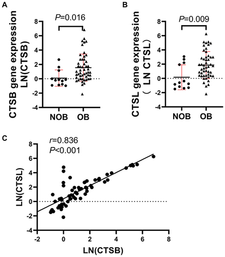 Figure 2 Increased CTSB and CTSL gene expression in omental adipose tissue of obese individuals. (A-B) qRT-PCR for CTSB and CTSL mRNA of omental adipose tissue from NOB and OB group. (C) In the study cohort, CTSL expression correlated positively with CTSB gene expression.