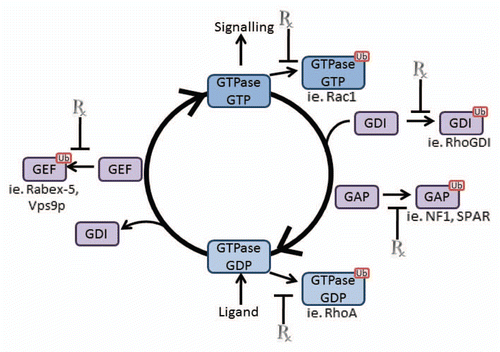 Figure 3 Possible Drug Targets of Ubiquitination/Deubiquitination. Regulation of GDP/GTP conversion is controlled by numerous proteins as described in the text. Many of these proteins (GAPs, GEFs and GDIs) undergo ubiquitination to direct their activity and that of the GTPases. Targeting these processes at critical stages (indicated by Rx) could therefore regulate GTPase activation and multiple disease states.