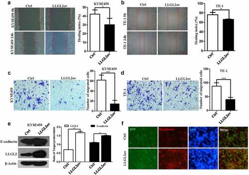 Figure 5. Ectopic expression of LLGL2 leads to reduced migration and invasion capabilities in ESCC cells. A. KYSE450 cell migration was inhibited by ectopic expression of LLGL2, as shown by wound healing assays (p < .05). Scale bar: 500 µm. B. Ectopic expression of LLGL2 in TE-1 cells suppressed the migration capability with wound healing assays (p < .05). Scale bar: 500 µm. C. Ectopic expression of LLGL2 impaired KYSE450 cell invasion according to the Transwell assay (p < .001). Scale bar: 100 μm. D. Ectopic expression of LLGL2 in TE-1 cells reduced the invasion capability according to the Transwell assay (p < .001). The indicated number of cells per membrane was counted and graphed. Scale bar: 100 μm. E. Ectopic expression of LLGL2 in KYSE450 cells led to an increased level of E-cadherin protein (p < .01). F. E-cadherin protein levels increased after LLGL2 overexpression, as reflected by immunofluorescence with an E-cadherin antibody. Scale bar: 100 μm. *p < .05, **p < .01, ***p < .001 vs. control. Data are the means ± SDs.