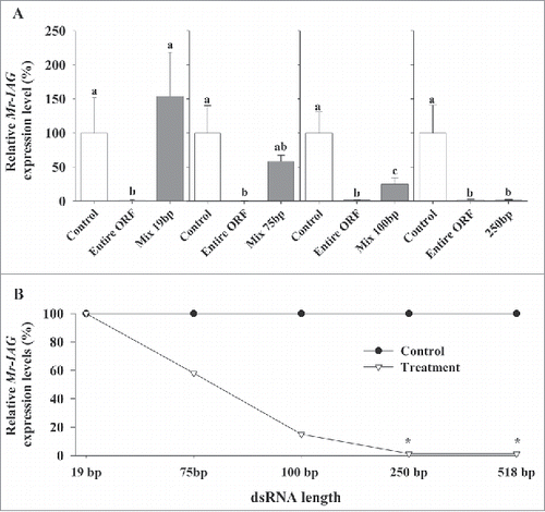 Figure 1. dsRNA length knockdown dependency. (A) Effect of administered dsMr-IAG lengths (19-bp, 75-bp, 100-bp, and 250-bp) on Mr-IAG transcript levels in 4 distinct in-vivo experiments. Negative control – non-injected group, Positive control – entire ORF injected group (518-bp). (B) A general transcript reduction pattern following injection of dsMr-IAG at different lengths.