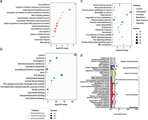 Figure 3. Target analysis of differentially expressed miRNAs in the plasma sEVs enriched fractions of CC and NC groups. GO/KEGG enrichment of mRNAs targeted by the 60 DEMs identified in our plasma sEVs enriched fractions miRNA analysis was performed. A. A bubble plot of GOs (Biological Process) enriched. B. A bubble plot of GOs (Cellular Component, Molecular Function) enriched. C. A bubble plot of KEGG pathways enriched. D. A barplot showed the numbers of DEMs targeted genes in each KEGG pathways (targeted genes >10).