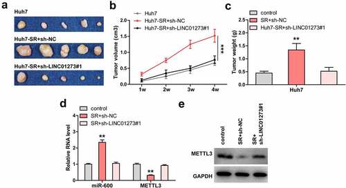 Figure 6. LINC01273 knockdown restores the sensitivity of HCC cells to sorafenib in vivo. A-C. Tumor image, volume and weight in the indicated groups. D, E. Analysis of miR-600 and METTL3 levels in the indicated groups using qRT-PCR and Western blot. **P < 0.01, ***P < 0.001.