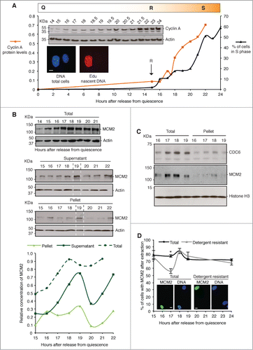 Figure 1. Entry to S phase and expression of MCM2. (A) Mouse 3T3 cells re-enter the cell cycle from quiescence in a temporally well-defined manner, passing out of quiescence (Q) and through the restriction point (R) after ∼15 hours. They enter S phase (S) as a wave of cells from 16 hours onwards, with the majority of the population first incorporating labeled nucleotides after 20 hours. The percentage of cells engaged in DNA synthesis (black), and relative concentration of cyclin A protein, estimated by densitometry (averaged from 3 biological replicates) and expressed after normalization to actin (orange), is shown. Inserts (top), show example western blots of cyclin A and actin, and (bottom) micrographs showing incorporation of Edu into newly synthesized DNA in replicating cells (red). DNA is blue. Scale bar is 10 μm. (B) Western blots, and derived quantification, of MCM2 and actin in total cell lysates harvested into CSK buffer (upper), and after separation into detergent-soluble supernatant, and detergent-resistant pellet (nuclei, lower). (C) MCM2, CDC6 and histone H3 in whole cell lysates and detergent resistant pellet (nuclei). CDC6 chromatin binding precedes MCM2 binding. (D) The percentage of cells with MCM2 in the nucleus, detected by immunofluorescence (IF). All labeled cells were scored regardless of intensity, without prior extraction (total MCM2), and after extraction with 0.1% triton X-100 (detergent resistant). Error bars show SEM of 3 replicates (n ≥ 100 for each). Representative images of MCM2 (green) and DNA (blue) are inset. Scale bar is 10 μm.