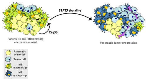 Figure 1. Pro-tumorigenic role of REG3β in pancreatic adenocarcinoma. Regenerating islet-derived 3β (REG3β) secreted by the acinar cells that surround pancreatic tumors acts in a paracrine manner on peri-tumoral macrophages, hence skewing them toward the M2 phenotype. REG3β operates by activating signal transducer and activator of transcription 3 (STAT3), a transcription factor that is required for the development and progression of pancreatic cancer.