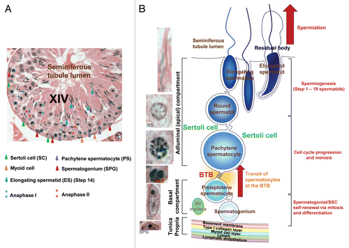 Figure 1 Morphological and cellular features of spermatogenesis in the mammalian testis. The anatomical features of the rat testis shown here (A) share many of the feature similar to other mammalian testes including humans, and the schematic drawing shown in (B) depicts the major cellular events of spermatogenesis, namely spermatogonia/SSC self-renewal via mitosis and differentiation to type B spermatogonia, which in turn transform to preleptotene spermatocytes. Preleptotene spermatocytes are the germ cells residing in the basal compartment traverse the blood-testis barrier (BTB) at stage VIII of the epithelial cycle that enter the adluminal (apical) compartment while differentiate into leptotene, zygote and then pachytene spermatocytes in a process known as cell cycle progression. Diplotene spermatocytes eventually enter meiosis I to be immediately followed by meiosis II at stage XIV as shown in (A) to form haploid round spermatids (step I spermatids). Spermatids undergo spermiogenesis to form elongating and elongated spermatids involving 19 and 16 steps in rats and mice, respectively. Elongated spermatids transform into spermatozoa following the shredding of the residual body to be phagocytosed by the Sertoli cells to allow the release of sperm at spermiation. The fine morphological features of some of these germ cells are also depicted in (B). It is noted that the seminiferous epithelium is resting on the tunica propria, which is composed of an acellular zone namely basement membrane (a modified form of extracellular matrix) and type I collagen layer, and a cellular zone of peritubular myoid cell layer and the lymphatic microvessel. It is noted that the seminiferous epithelium is composed of only Sertoli and germ cells without the presence of any blood vessels and nerve fibers since all microvessels are restricted to the interstitial space between seminiferous tubules. The BTB also physically divides the seminiferous epithelium into the basal and adluminal (apical) compartments. Different cancer/testis (CT) antigens are expressed throughout spermatogenesis with unique patterns of cellular expression among different types of germ cells. PLS, preleptotene spermatocyte; RS, round spermatid.