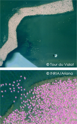 Figure 4. Top: initial image of the Camargue colony. Bottom: sample of the extraction.