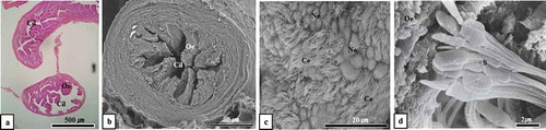 Figure 6. Optical and scanning electron microscopic images of the caudal isthmus of oviduct and sperms stored Therein. It should be noted that no sperm was observed in the caudal isthmus of the oviduct (Figure 6(a, b)). The epithelium of the caudal isthmus of the oviduct consists of ciliated epithelial cells and non-ciliated epithelial cells (Figure 6(c)). It should be noted that sperm were stored between the ciliated epithelial cells of the caudal isthmus of the oviduct (Figure 6(d)). Ce, ciliated epithelial cell; Cil, caudal isthmus lemen; Ne, non-ciliated epithelial cell; Oe, oviductal epithelium; S, sperm; (a), hematoxylin & Eosin stain; (b-d), SEM; (a and b), mid-August; (c), mid-September; (d), late-December