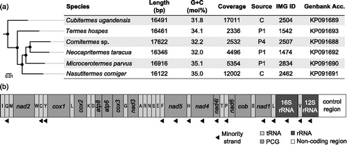 Figure 1. Characteristics of the mitogenomes of six higher termite species. (a) Maximum likelihood tree based on the amino acid sequences of all protein-coding genes (PCG) of the mitogenomes (•, > 90% bootstrap support) and a brief description of their associated metadata. Source, dataset from the gut compartment with the highest proportion of host sequences; IMG ID, taxon object identifier of the raw read data in the Integrated Microbial Genomes database (330000xxxx; http://img.jgi.doe.gov/). (b) Linearized Schematic gene map (identical for all species); trn genes encoding tRNAs are abbreviated.