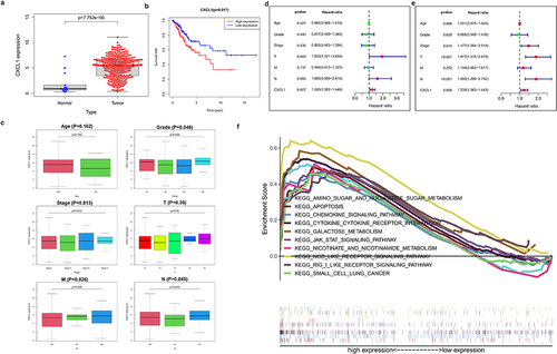 Figure 2. Clinical sample data analysis of CXCL1. A. Differential expression analysis of CXCL1 in normal and tumor; B. K-M survival analysis; C. clinical relevance analysis (age, grade, stage, T, M and N); D. univariate Cox proportional regression hazard analysis; E. multivariate Cox proportional regression hazard analysis; F. KEGG enrichment analysis.