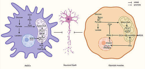 Figure 3 DCA attenuates neuronal death in ALS by targeting AbGCs and glycolytic muscles.