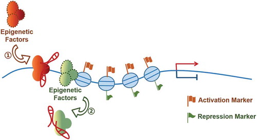 Figure 2. Modulating DNA methylation and histone modification enzymes.