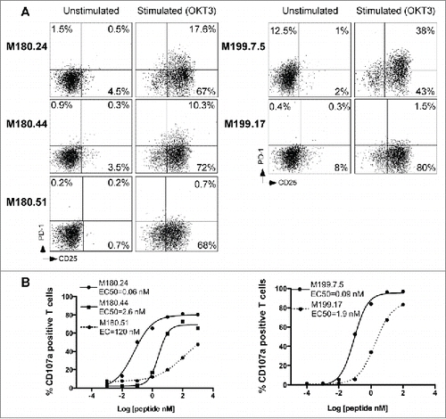 Figure 4. PD-1 expression and functional avidity of Melan-A-specific T cell clones derived from melanoma TIL. (A). CD25-PD-1 labeling of TIL clones, at rest and after OKT3 stimulation (1 μg/mL, 6 h at 37°C). (B) Functional avidities of PD-1neg (dotted lines) and PD-1pos TIL clones (solid lines) were evaluated by measuring CD107a membrane expression in response to T2 cells loaded with a range of Melan-AA27L peptide, at an E:T ratio of 1:2. CD107a membrane expression was evaluated by double staining with anti-CD8 and CD107a monoclonal antibodies.