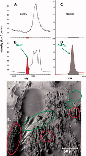 Figure 9. ToF-SIMS spectra from a bone tissue section of the femur exposed to 3.0 mg/m3 CeO2 NP at 24-month time point (250 × 250 µm). (A,B): CeO2 NP specific agglomerates represented by the CeO + ion, which were not observed in unexposed bone tissue samples. (C,D): The same tissue section analyzed for cerium phosphate ion (CePO4+), which was not observed in unexposed bone tissue samples. (E): The reconstructed ion overlay image (300 µm × 300 µm) of CeO2 agglomerates and cerium phosphate; green: CeO2 NM, red: CePO4+-signal. Green circles show areas, where predominantly CeO2 NM localize in/or near the bone marrow, whilst red circles indicate areas on the trabeculae, where cerium phosphate is concentrated.
