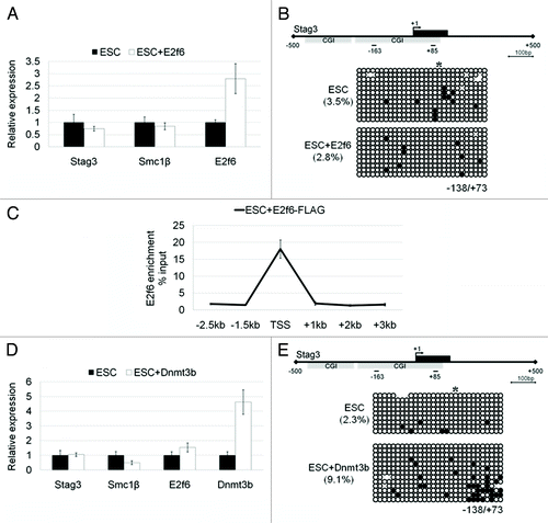 Figure 4. The effects of E2f6 and Dnmt3b overexpression on RNA expression and DNA methylation of meiotic genes in ESCs. (A) qPCR analysis of Stag3, Smc1β, and E2f6 RNA expression in ESCs with or without stable overexpression of E2f6. (B) Bisulfite DNA sequencing analysis of the Stag3 promoter in ESCs with or without stable overexpression of E2f6. (C) ChIP-qPCR analysis for E2f6 occupancy at the Stag3 promoter in ESCs ectopically overexpressing FLAG-tagged E2f6. (D) RNA expression levels of Stag3, Smc1β, and Dnmt3b in ESCs with or without stable overexpression of Dnmt3b. (E) Bisulfite DNA sequencing analysis for methylation of the Stag3 promoter in ESCs with or without stable overexpression of Dnmt3b.