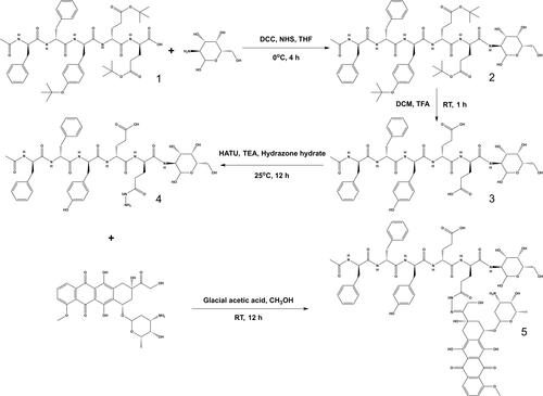 Figure 2 Graphical synthesis route of D-gal-FFYEE-hyd-DOX. FFYEE (1), D-gal-FFYEE (2), D-gal-FFYEE of removing the tert-butyl protective group (3), D-gal-FFYEE connected with hydrazide group (4), and D-gal-FFYEE-hyd-DOX (5).