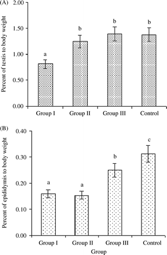 Figure 1.  Testis and epididymis weight as a percentage of total body weight of the different groups of Mongolian gerbils. (A) testis weight as a percentage of total body weight in all groups. (B) epididymis weight as a percentage of total body weight in all groups. Group I (n=15) received extract for 30 days, Groups II (n=14), and III (n=13) are the withdrawal animals for 30 and 60 days, respectively. The same letters indicate no significant difference, whereas different letters indicate a significant difference (p<0.05)