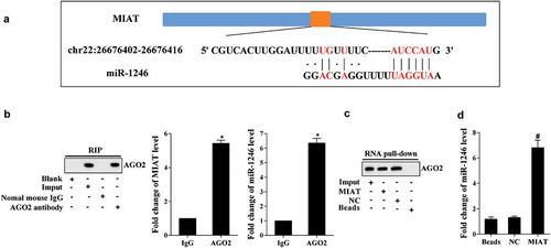 Figure 3. MIAT regulates the expression of miR-1246. (a) Online prediction found that MIAT could bind with miR-1246. (b) RIP assay revealed that MIAT and miR-1246 were accumulated in AGO2. (c) RNA pull-down revealed that MIAT pulled down the AGO2 in the compound. (d) miR-1246 was accumulated in the pull-down compound of MIAT. *P < 0.05 vs IgG, #P < 0.05 vs NC.